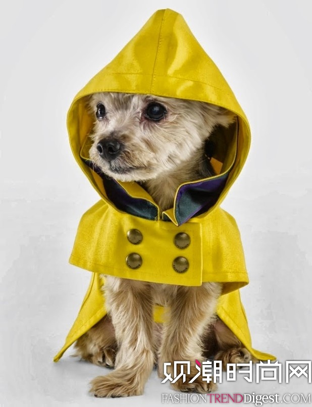 Ralph Lauren Dog 蹷ϵ 2013ﶬƪlookbookͼƬ