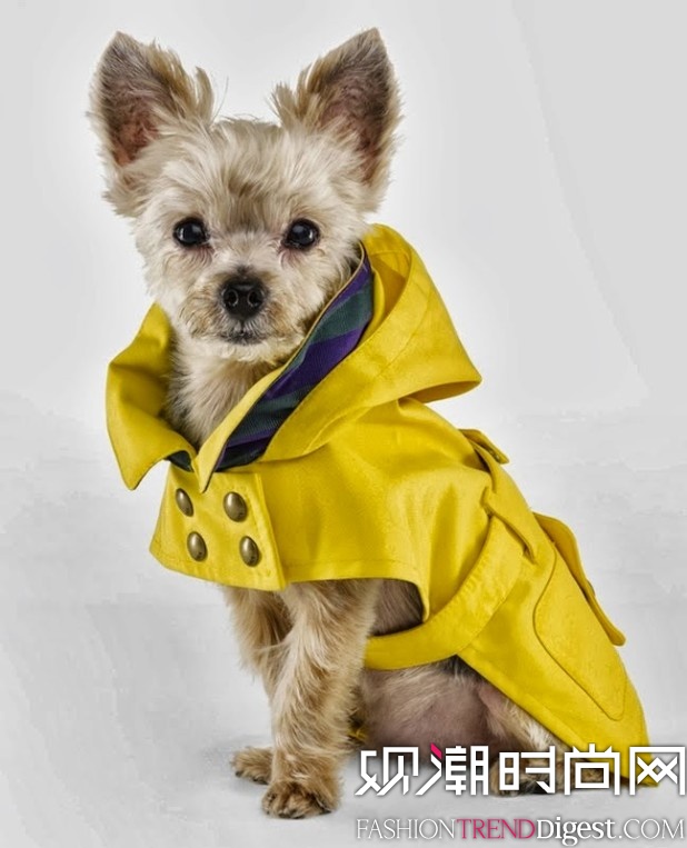 Ralph Lauren Dog 蹷ϵ 2013ﶬƪlookbookͼƬ