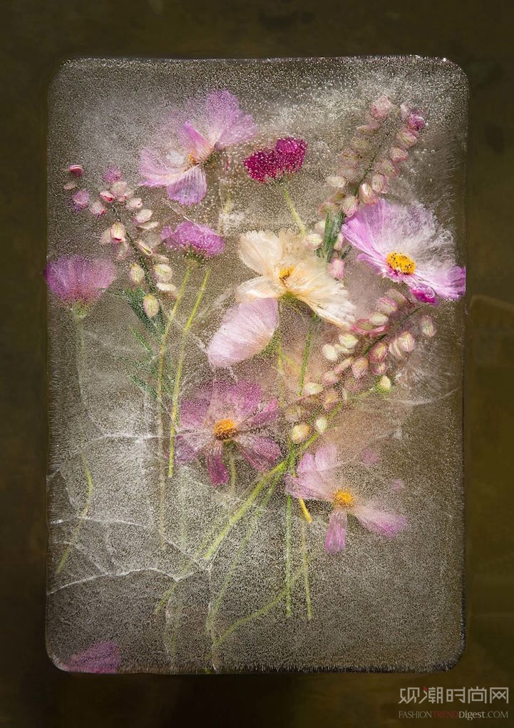 冰冻花朵的照片捕捉到来自保护...