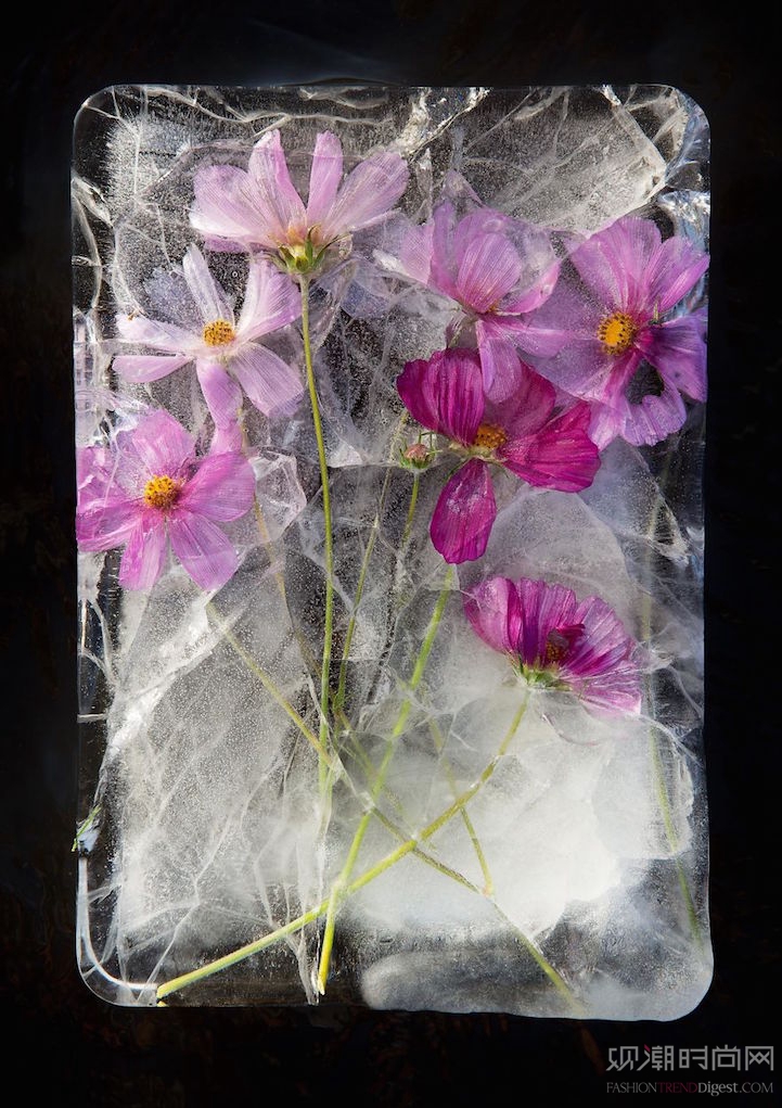 冰冻花朵的照片捕捉到来自保护.