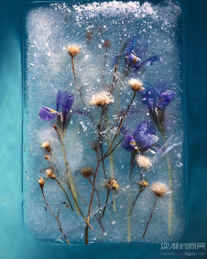 冰冻花朵的照片捕捉到来自保护...