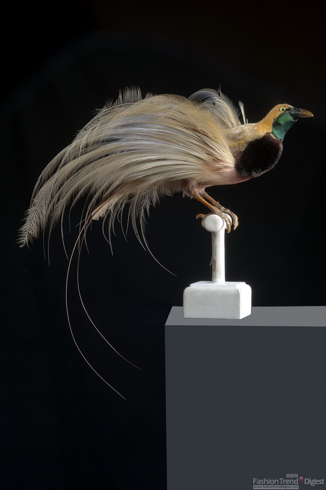 8.新几内亚极乐鸟 (学名Paradisea raggiana), 自然标本。佛罗伦萨，自然历史博物馆，“La Specola”动物学部。 